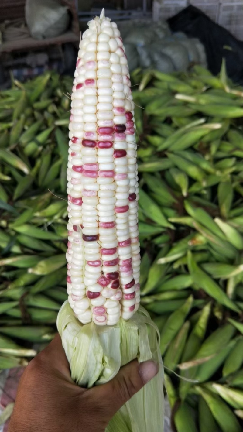 （热销）花糯玉米🌽颗粒饱满，无虫皮绿，大基地供应花糯