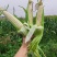 （热销）花糯玉米🌽颗粒饱满，无虫皮绿，大基地供应花糯