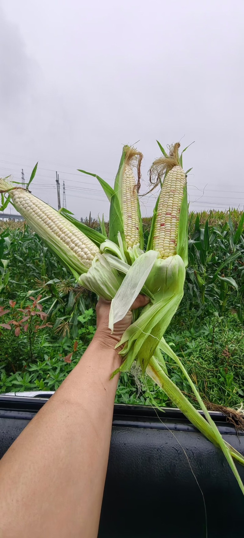 （热销）花糯玉米🌽颗粒饱满，无虫皮绿，大基地供应花糯