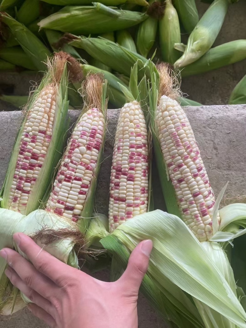 （热销）花糯玉米🌽颗粒饱满，无虫皮绿，大基地供应花糯