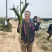 （热销）花糯玉米🌽颗粒饱满，无虫皮绿，大基地供应花糯