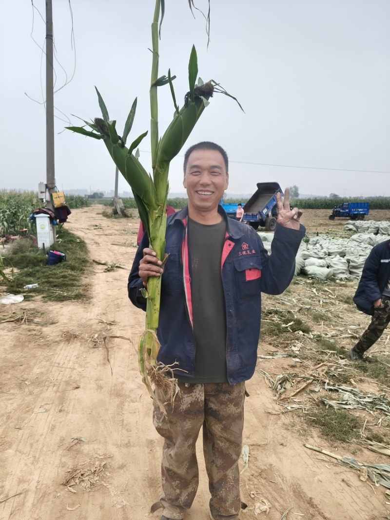（热销）花糯玉米🌽颗粒饱满，无虫皮绿，大基地供应花糯