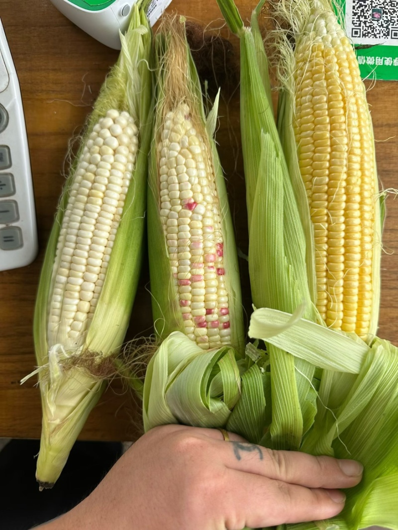 （热销）花糯玉米🌽颗粒饱满，无虫皮绿，大基地供应花糯