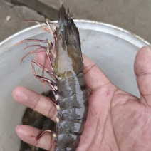 黑虎虾，金刚虾。
