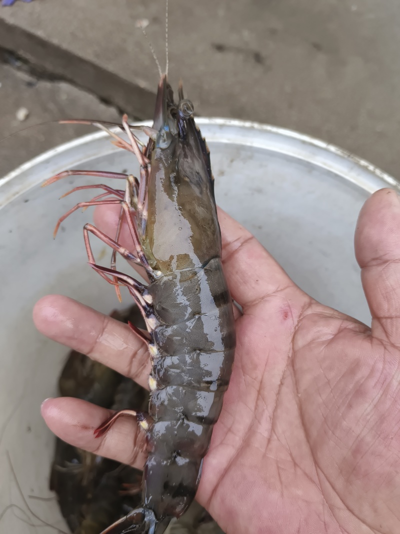 黑虎虾，金刚虾。