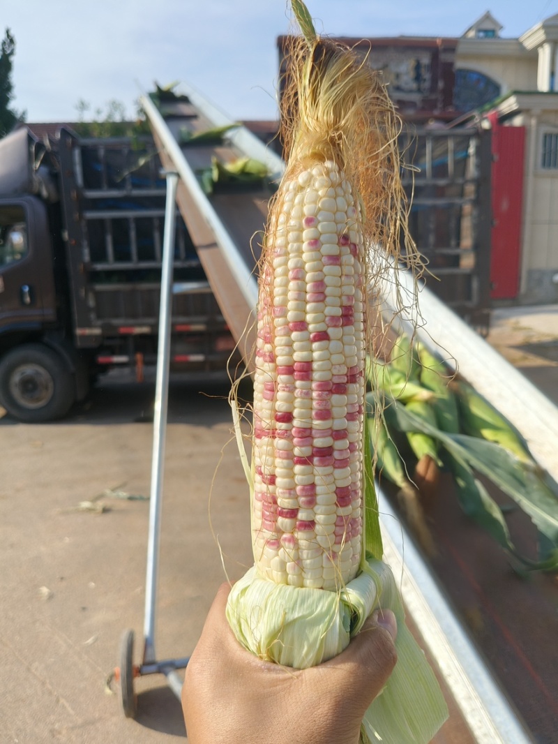 （热销）花糯玉米🌽颗粒饱满，无虫皮绿，大基地供应花糯