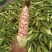 （热销）花糯玉米🌽颗粒饱满，无虫皮绿，大基地供应花糯