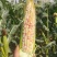 （热销）花糯玉米🌽颗粒饱满，无虫皮绿，大基地供应花糯