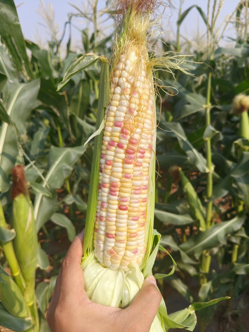 （热销）花糯玉米🌽颗粒饱满，无虫皮绿，大基地供应花糯