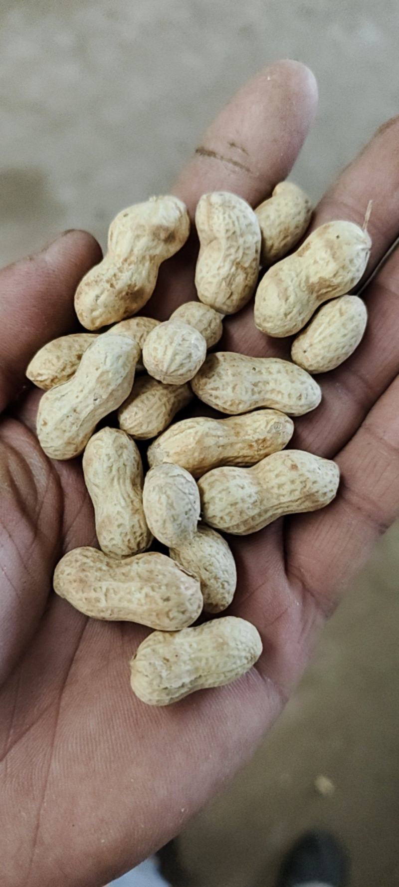 25年小日本小珍珠柴火炒原味熟花生