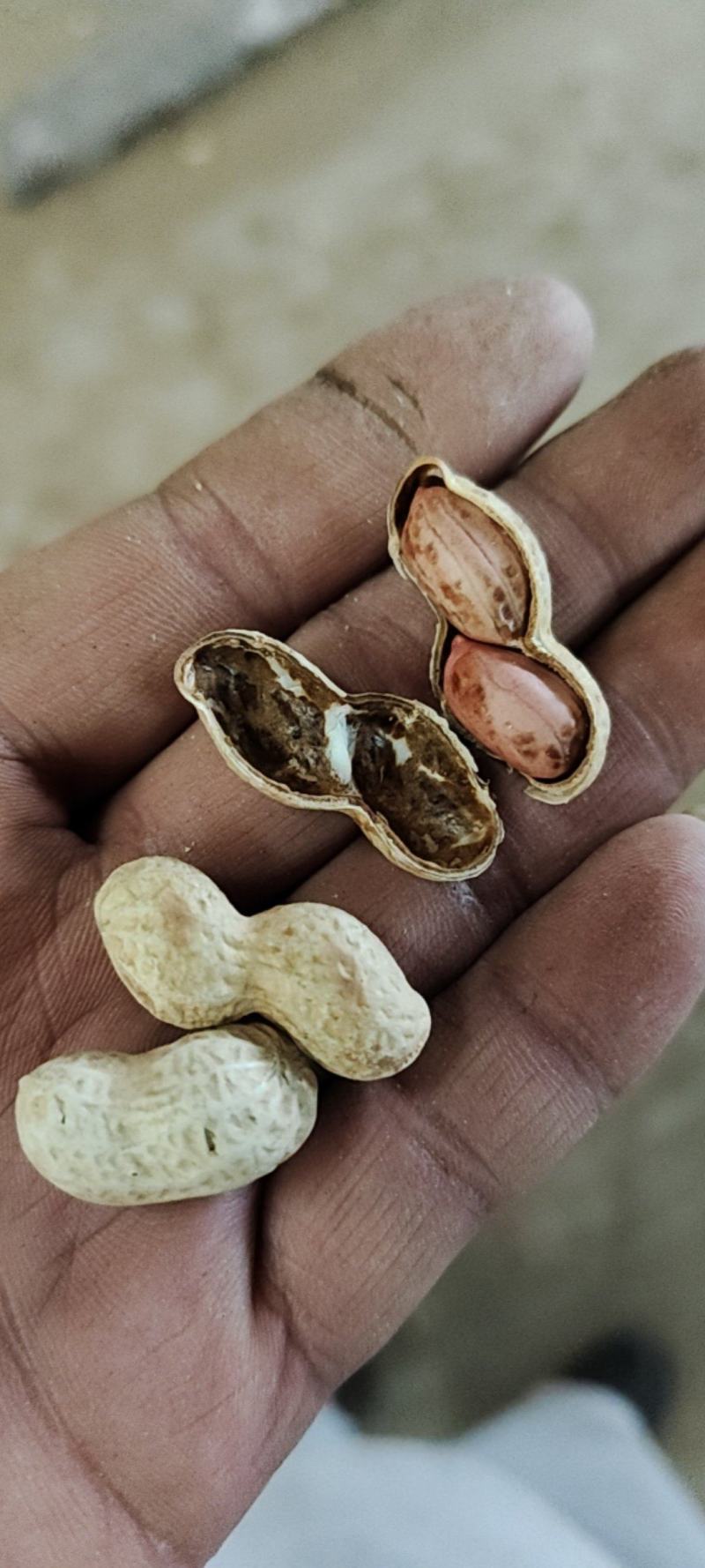 25年小日本小珍珠柴火炒原味熟花生