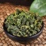 桑叶新鲜正宗桑葚叶正品霜后桑叶中药材散装泡茶