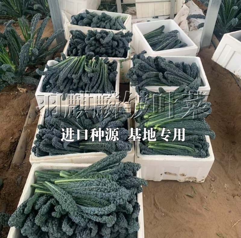 【荷兰进口】羽麒麟2号鲜食版种子