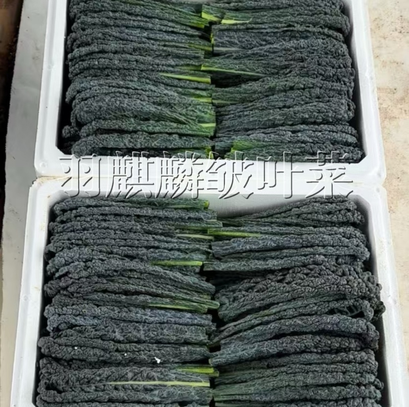 【荷兰进口】羽麒麟2号鲜食版种子