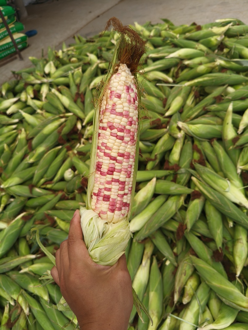 （热销）花糯玉米🌽颗粒饱满，无虫皮绿，大基地供应花糯