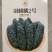 【荷兰进口】羽麒麟2号鲜食版种子