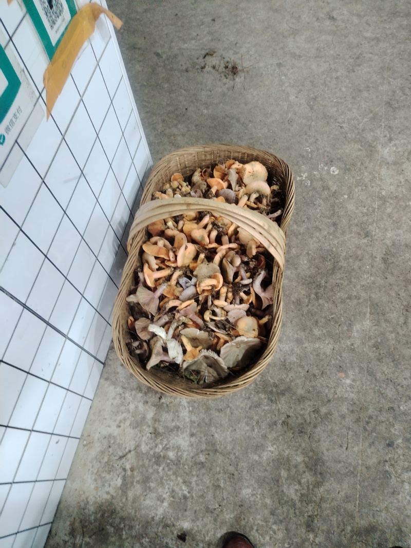 野生菌（紫花菌）鸡枞菌