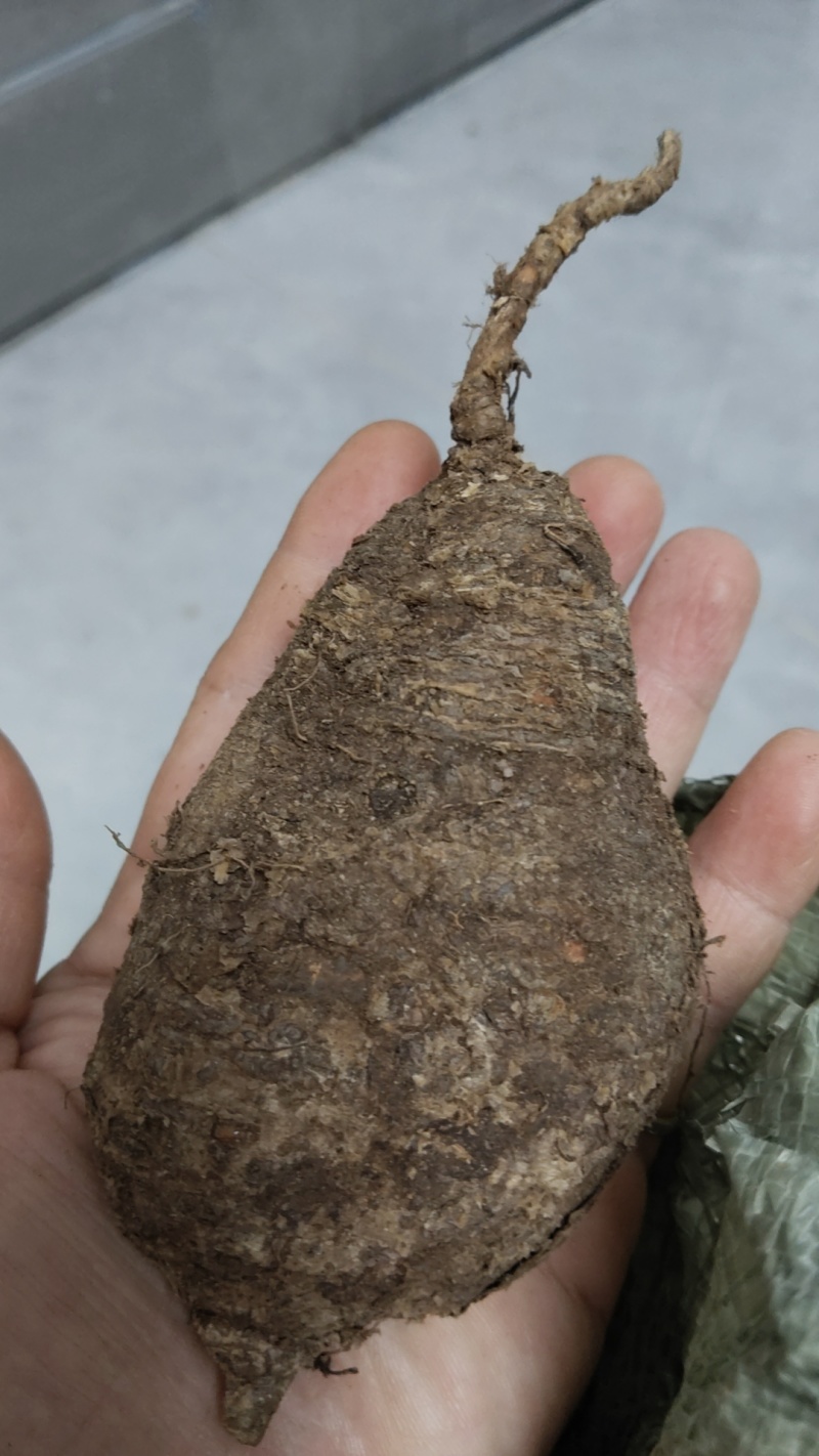 野生石山黑牛(批发零售)
