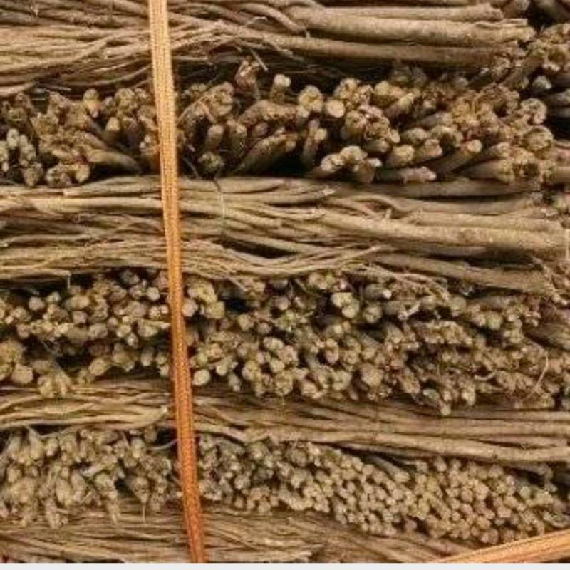 黄芪毛芪白条芪精品黄芪甘肃黄芪规格齐全量大从优，全年发货