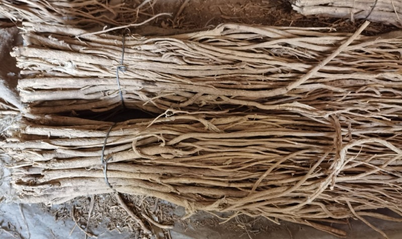 黄芪毛芪白条芪精品黄芪甘肃黄芪规格齐全量大从优，全年发货