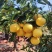 福建平和葡萄柚子黄皮绿皮代办