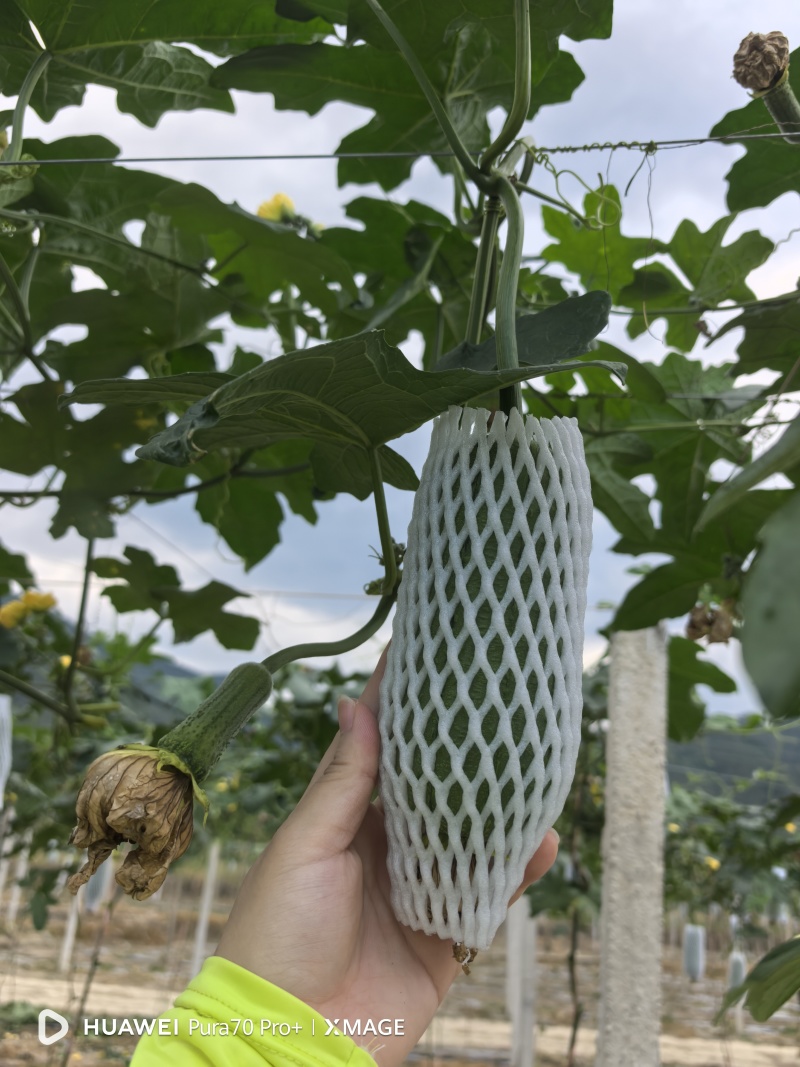 广西桂林青肉丝瓜