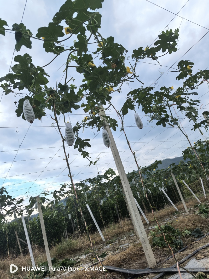 广西桂林青肉丝瓜