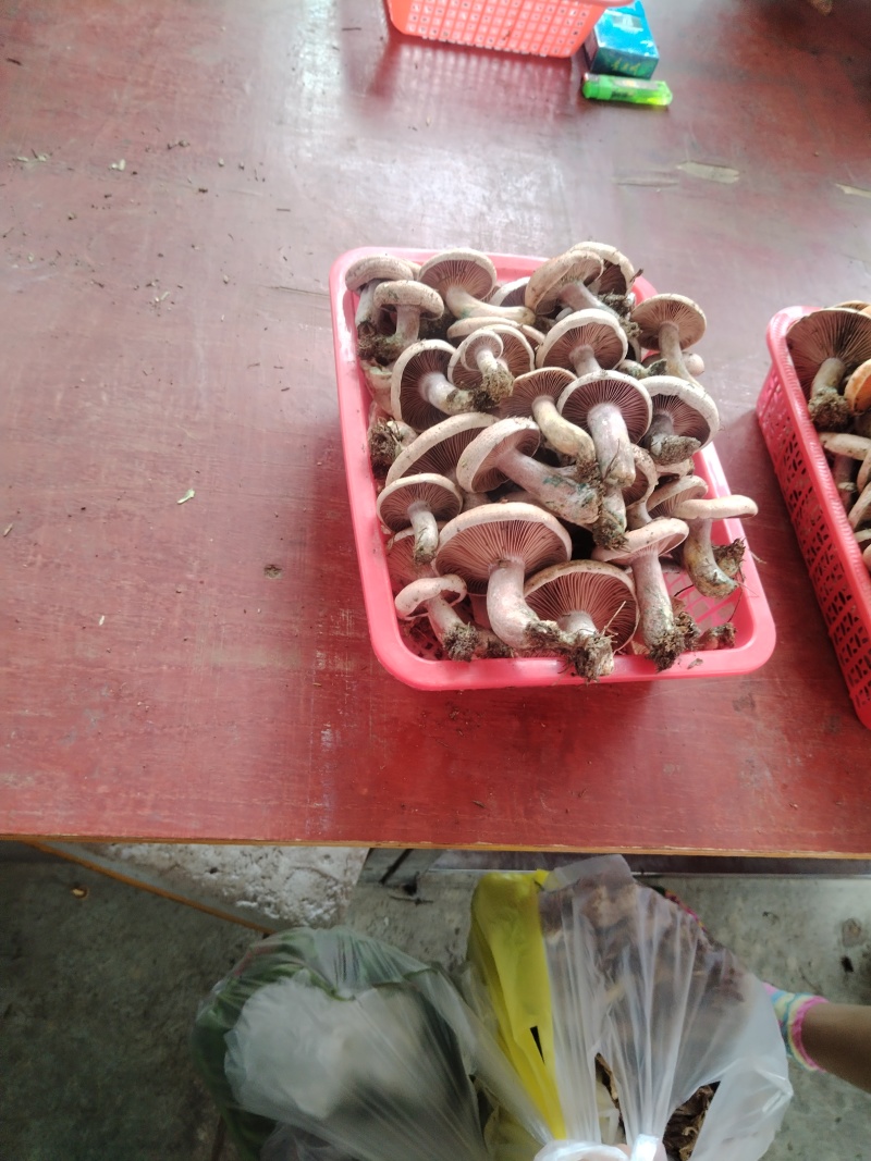 野生菌
