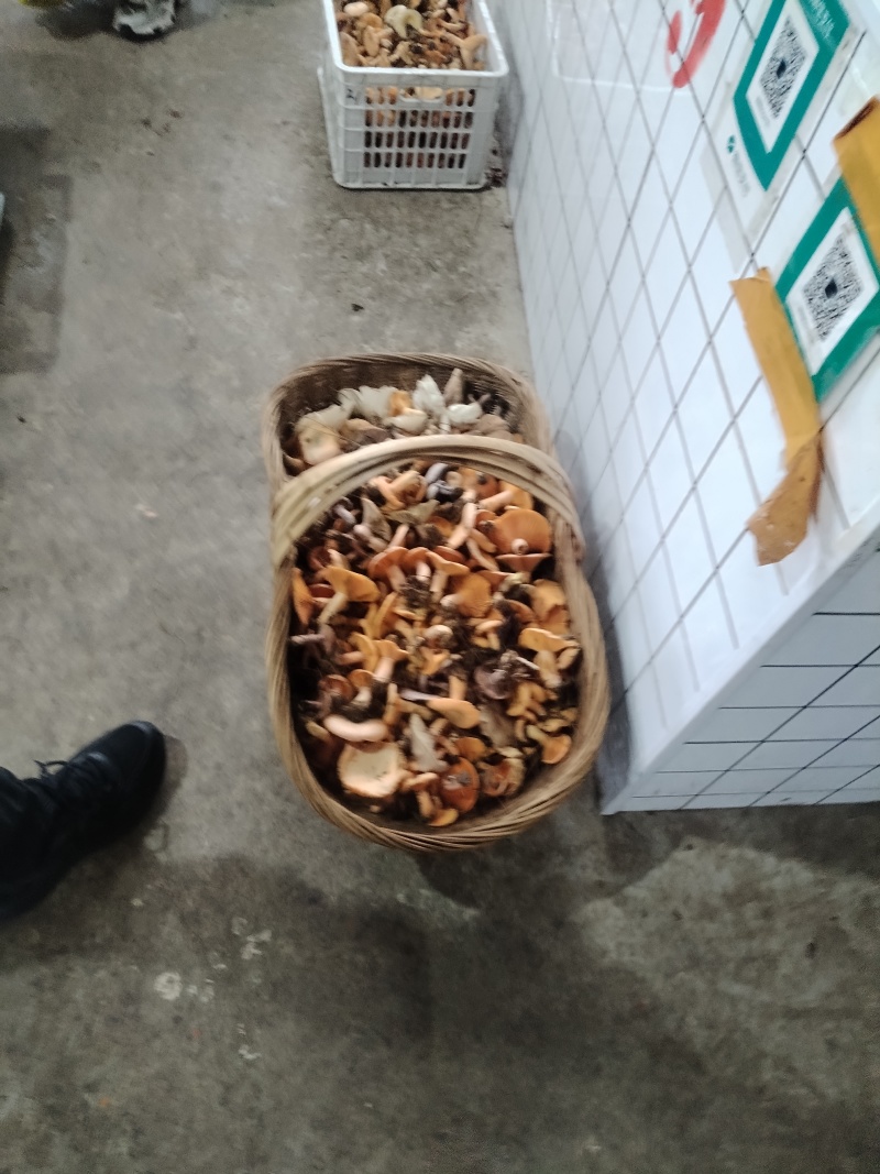 野生菌