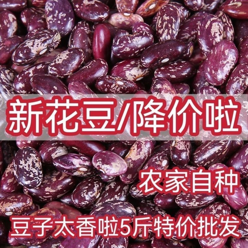 紫花农家大芸豆新豆饭豆煮粥批发四季豆五谷杂粮大碴