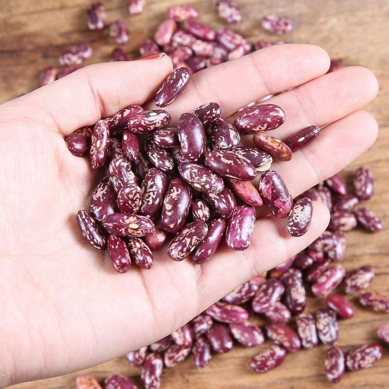 紫花农家大芸豆新豆饭豆煮粥批发四季豆五谷杂粮大碴