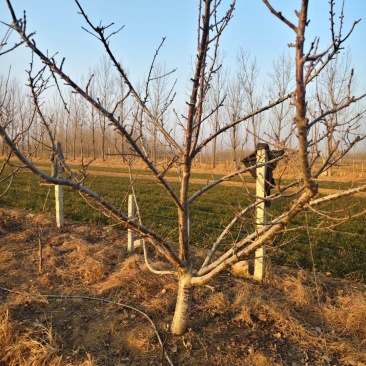占地樱桃树