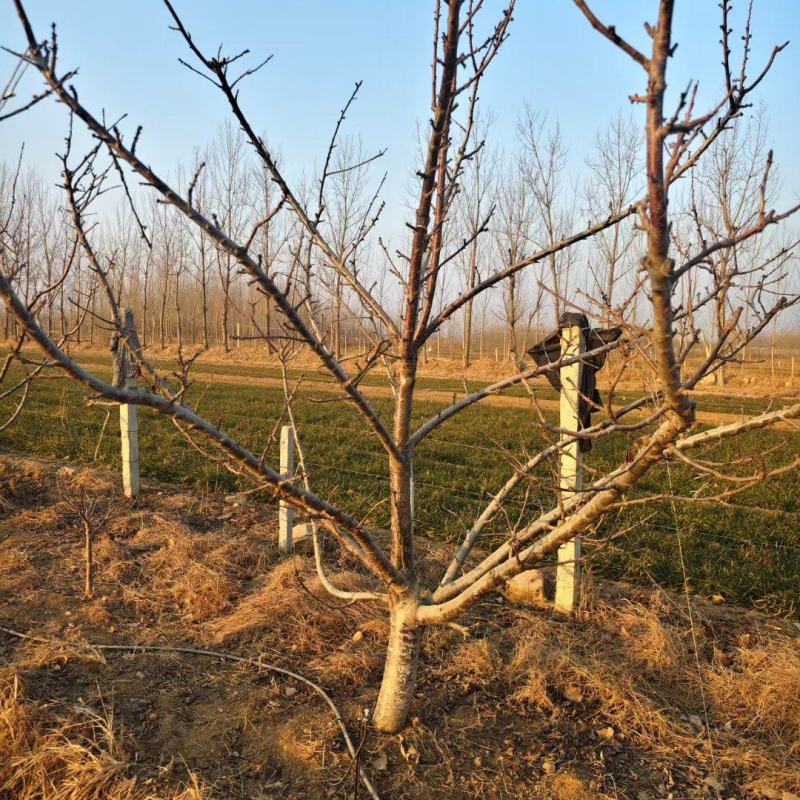 占地樱桃树