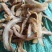 凤尾鱼干（熟）