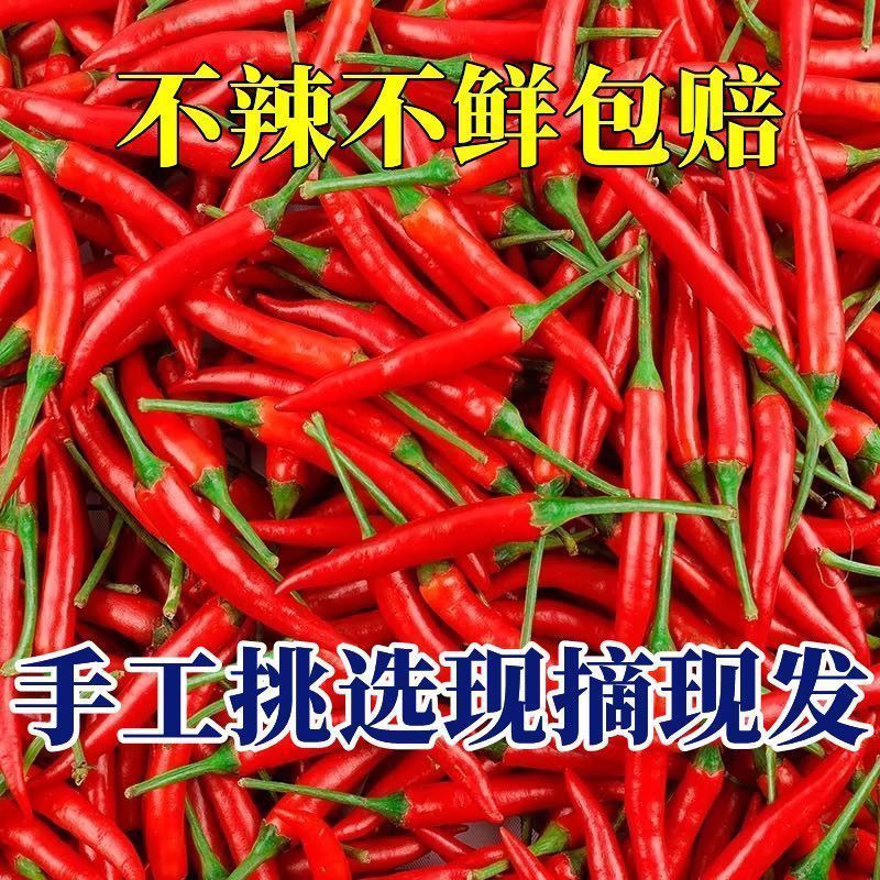 精品小米红尖椒焰香红品质特好质量有保障需要的新老朋友请联