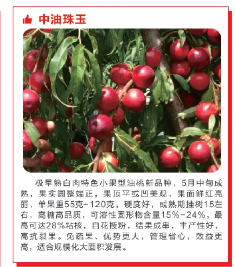 中油株玉早熟油桃，特点：*早油桃、糖度高、货架期长。
