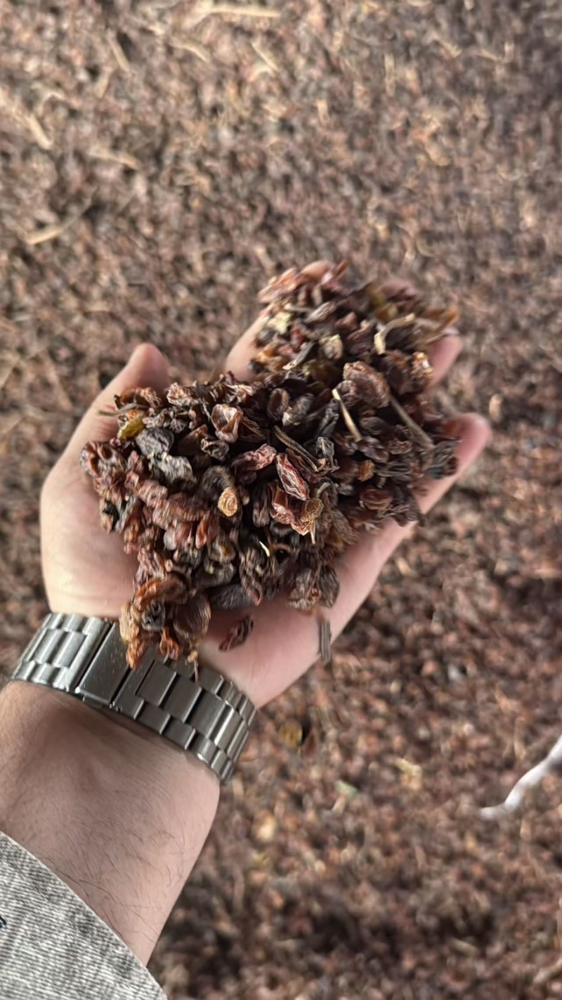 新疆吐鲁番葡萄干食品加工饲料加工专用葡萄干