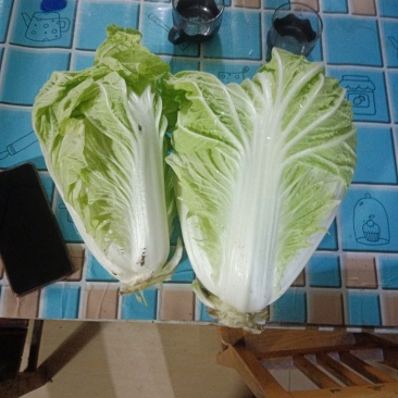 30亩白菜开始卖了，有想要的联系