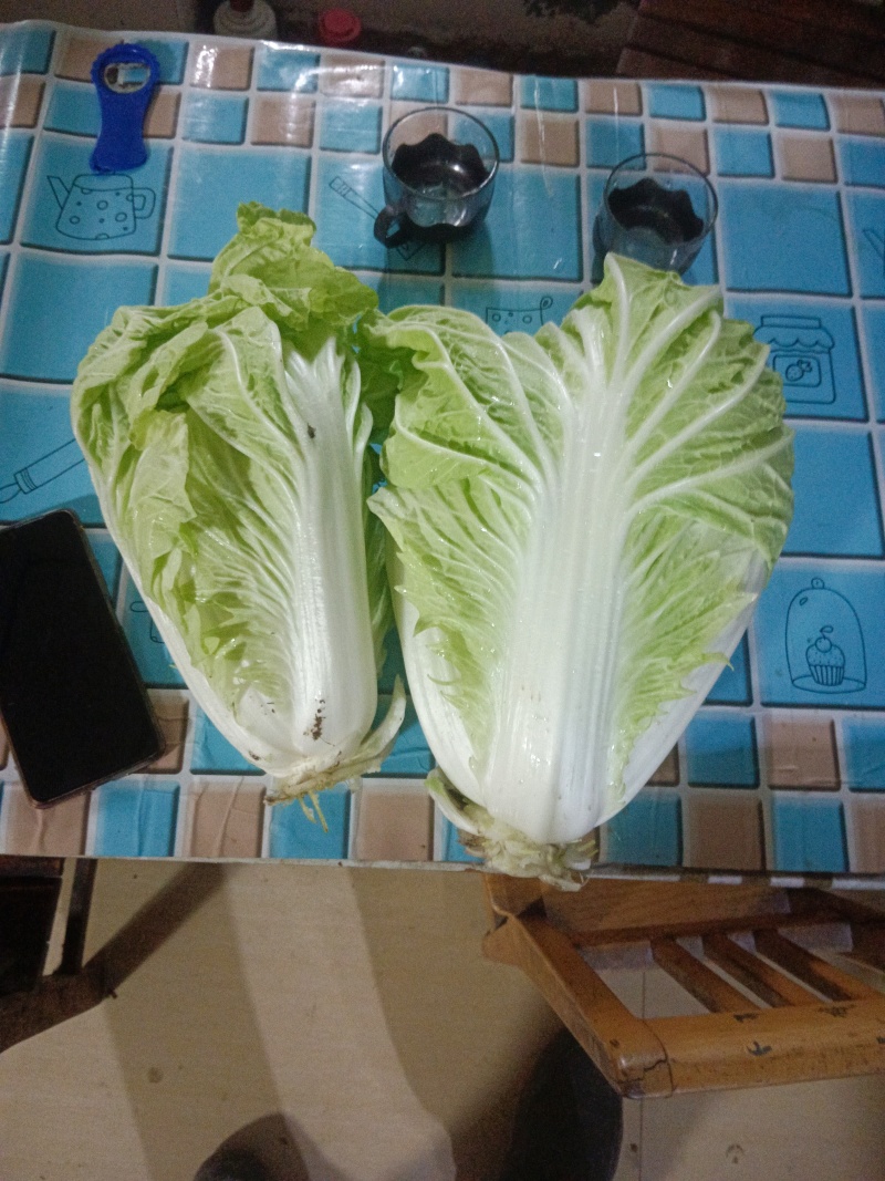 30亩白菜开始卖了，有想要的联系