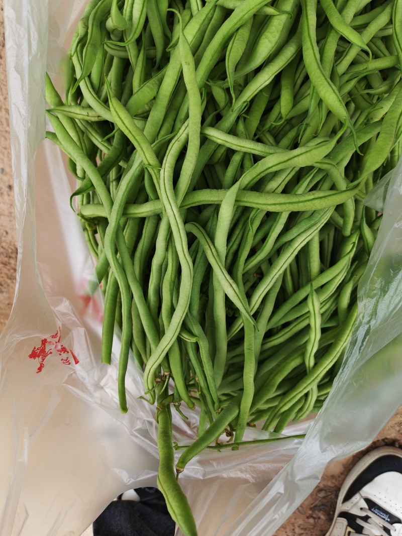 无筋豆15厘米以上大量供应，宁夏产地直发，货源充足