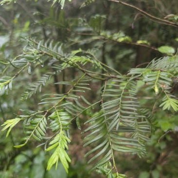 南充千颗八年红豆杉，需自提，详情页加微