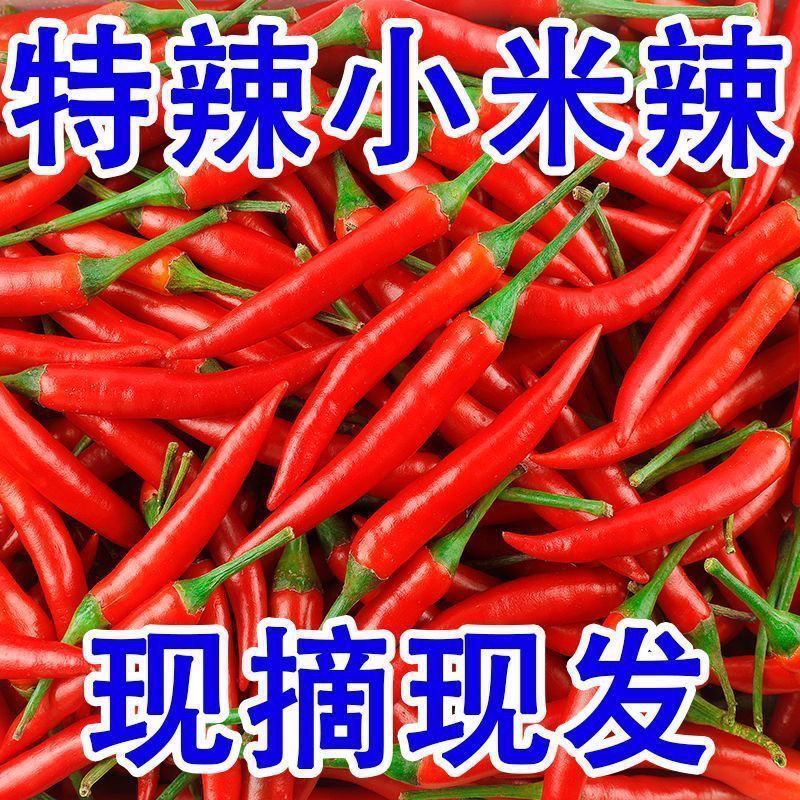 新鲜精品小米红尖椒适合店商超市加工厂品质好质量有保障联系