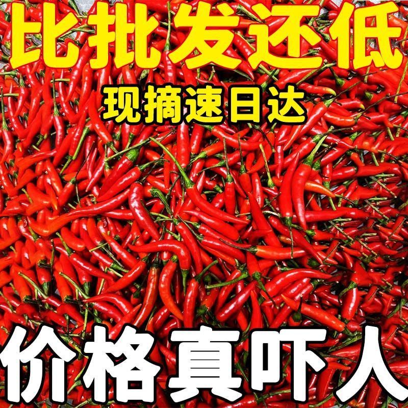 新鲜精品小米红尖椒适合店商超市加工厂品质好质量有保障联系
