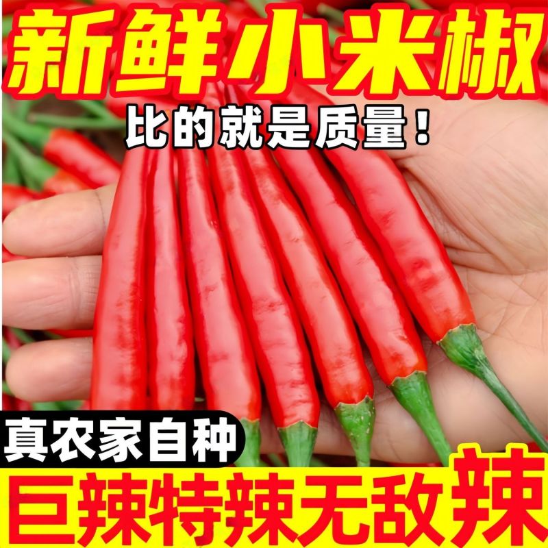 新鲜精品小米红尖椒适合店商超市加工厂品质好质量有保障联系