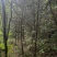 南充千颗八年红豆杉，需自提自挖，详情页加微