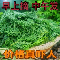 现摘野生新鲜侧柏叶扁柏叶柏树枝叶