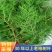 现摘野生新鲜侧柏叶扁柏叶柏树枝叶