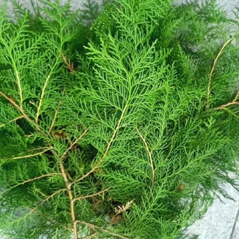 现摘野生新鲜侧柏叶扁柏叶柏树枝叶