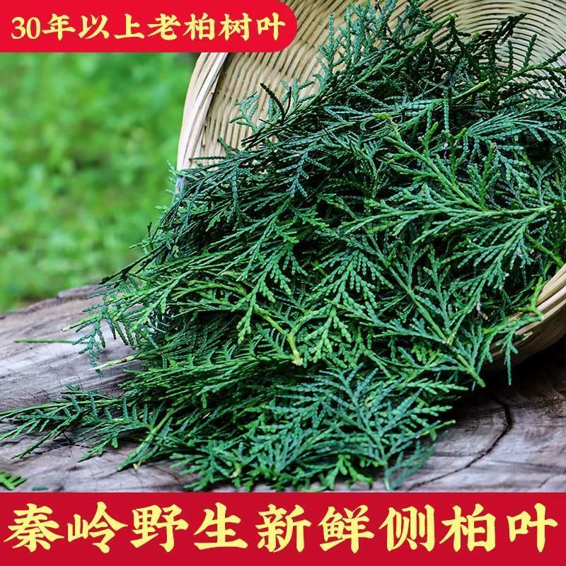 现摘野生新鲜侧柏叶扁柏叶柏树枝叶