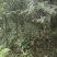 南充八年红豆杉千余颗，打包出售，需上门挖树，详情页加微